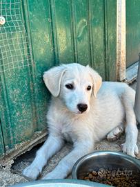 Cucciolo simil maremmano in adozione