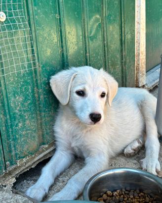 Cucciolo simil maremmano in adozione