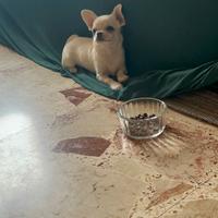 Cuccioli di Chiuhuahua Mini e Standard