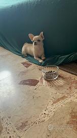 Cuccioli di Chiuhuahua Mini e Standard