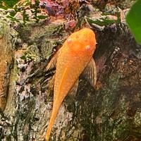 Ancistrus gold. Pesci pulitori