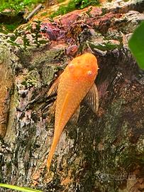 Ancistrus gold. Pesci pulitori