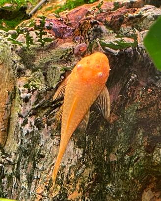 Ancistrus gold. Pesci pulitori