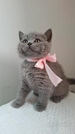 Gattini scottish