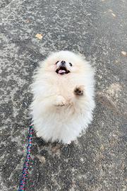 Spitz pomerania PEDIGREE maschio 2KG