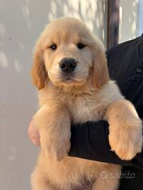 Golden retriever americani