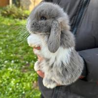 Conigli ariete nano cuccioli
