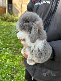 Conigli ariete nano cuccioli