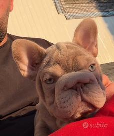 Bulldog francese