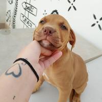 Pitbul