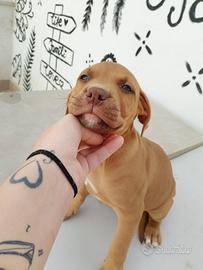 Pitbul