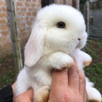 Conigli ariete nano cuccioli