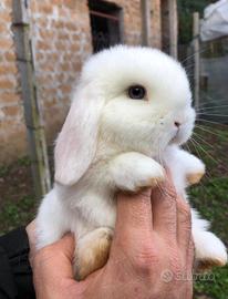 Conigli ariete nano cuccioli