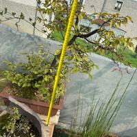 Carpino nero spedizione gratuita