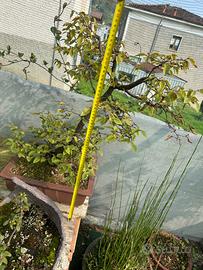 Carpino nero spedizione gratuita