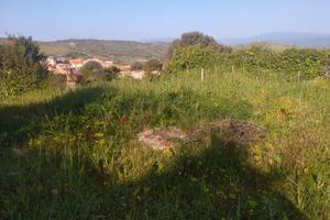 Terreno a Nastaru con alberi da frutta