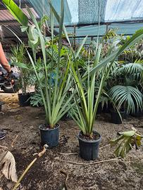 Phormium tenax (lino della nuova Zelanda)
