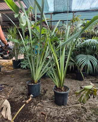 Phormium tenax (lino della nuova Zelanda)