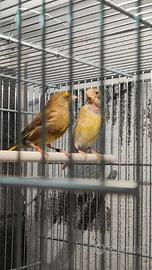 Animali