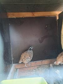 Colini della virginia