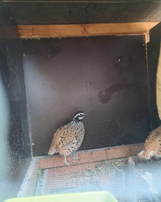 Colini della virginia