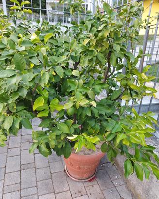 Pianta limoni 25 anni
