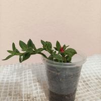 Talea radicata aptenia cordifolia