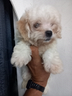 cucciolo-maltese-genitori-con-pedigree