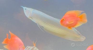 Arowana silver