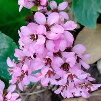 Bergenia crassifolia