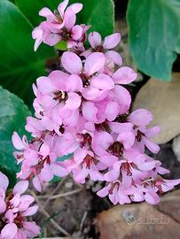 Bergenia crassifolia