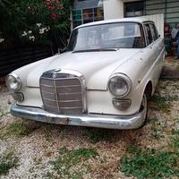 Mercedes Codine radiata