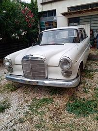 Mercedes Codine radiata