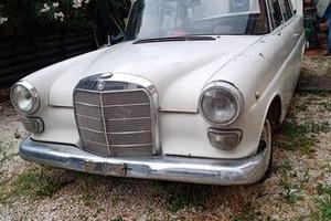 Mercedes Codine radiata