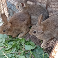 Conigli selvatici ceppo siciliano