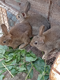 Conigli selvatici ceppo siciliano