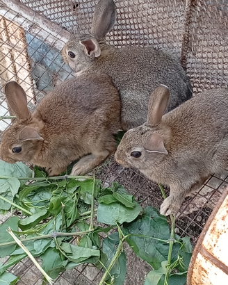 Conigli selvatici ceppo siciliano