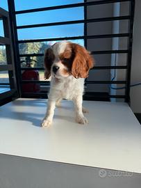 Cavalier King
