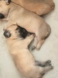 Cuccioli di jug