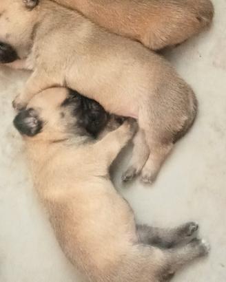 Cuccioli di jug