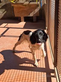 Springer spaniel- pronta caccia