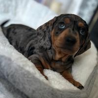 Cuccioli di bassotti arlecchino femmine