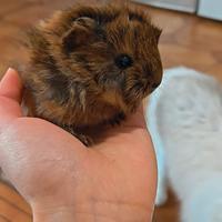 Cucciolo cavia