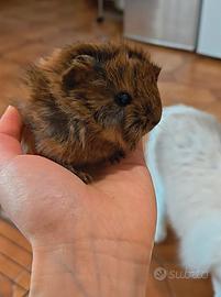 Cucciolo cavia
