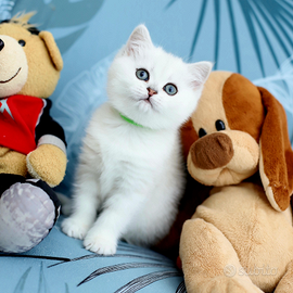 Gattini British shorthair e Longhair, Scottish