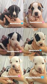 Amstaff