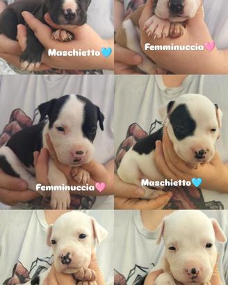 Amstaff