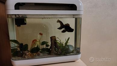 acquario 