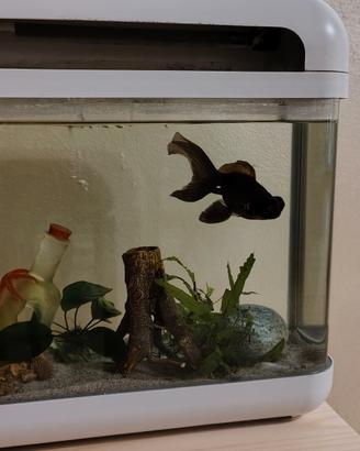 acquario 