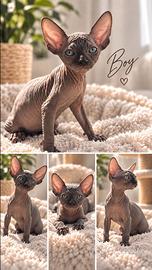Sphynx